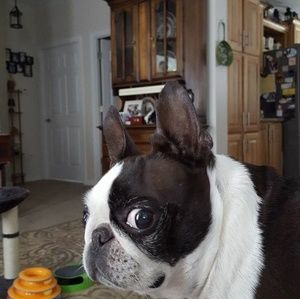 Meet your Posher, Sandy